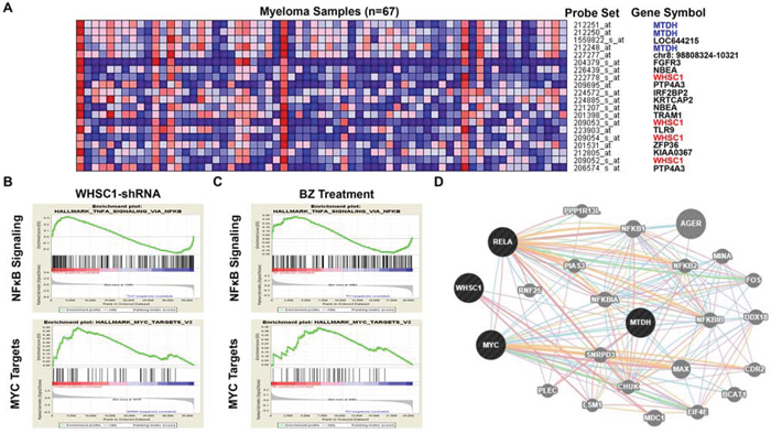 MTDH expression and Bortezomib treatment are associated with MMSET/ NF&#x03BA;B/ MYC signaling in MM.