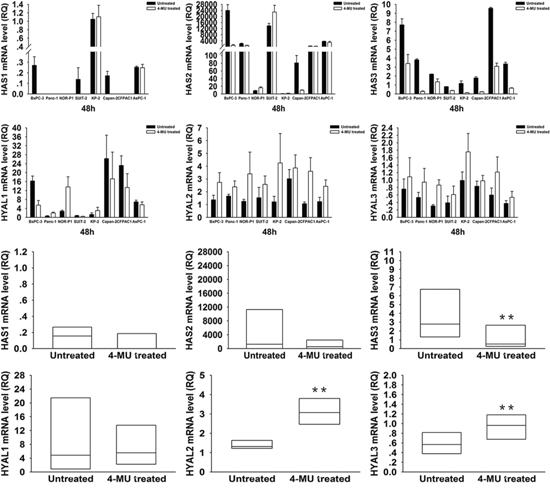 Changes in HAS1, 2, 3 and HYAL1, 2, 3 mRNA expressions in PDAC cells after treatment with 4-MU.