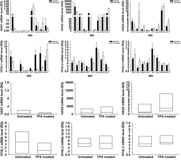 Changes in HAS1, 2, 3 and HYAL1, 2, 3 mRNA expressions in PDAC cells after treatment with TPA.