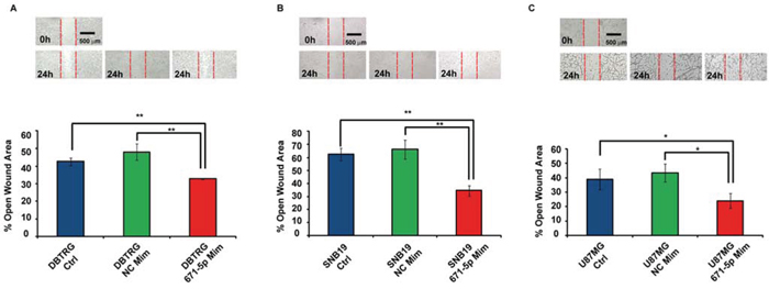 Involvement of miR-671-5p in DBTRG, SNB-19, U-87 MG migration.