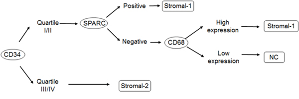 Algorithm proposal for stromal signature classification, by immunohistochemistry.