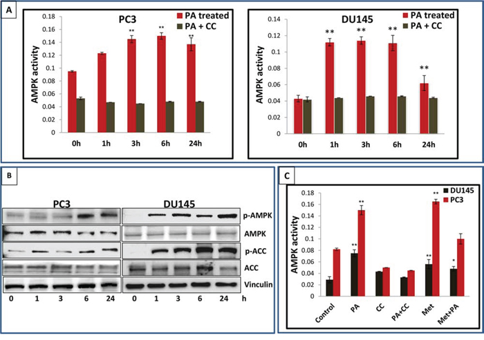 PA is a potent activator of AMPK.