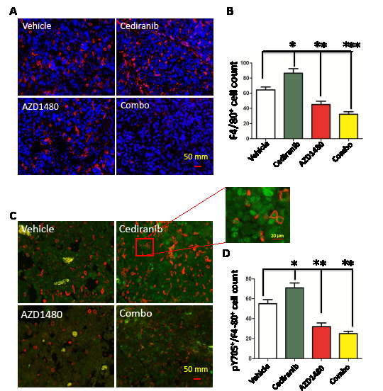 Figure5: STAT-3 blockade reduces macrophage infiltration. (A) Representative light microscopy images showing immunohistochemical detection of macrophages in GL261 gliomas as