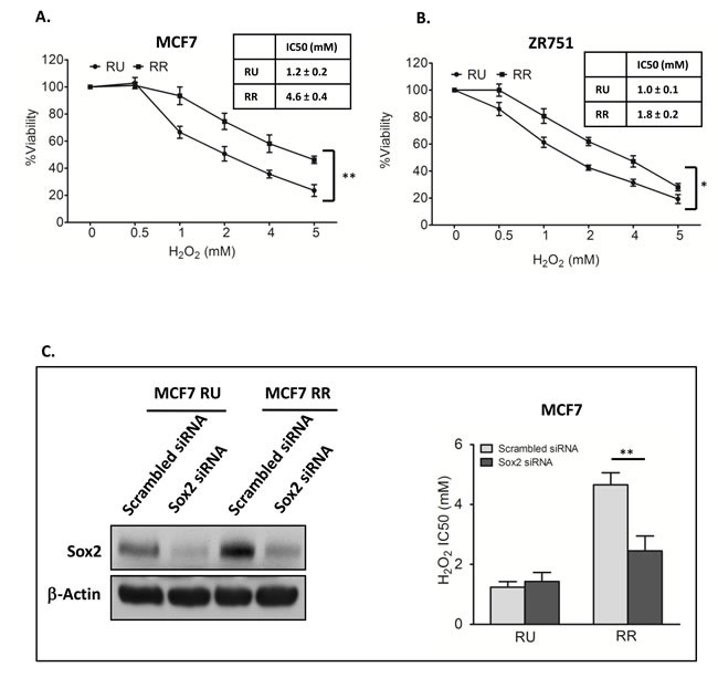 Sox2 activity increased H2 O2