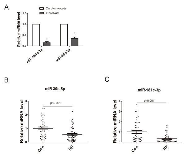 Expression of cardiomyocytes-derived miRNAs.