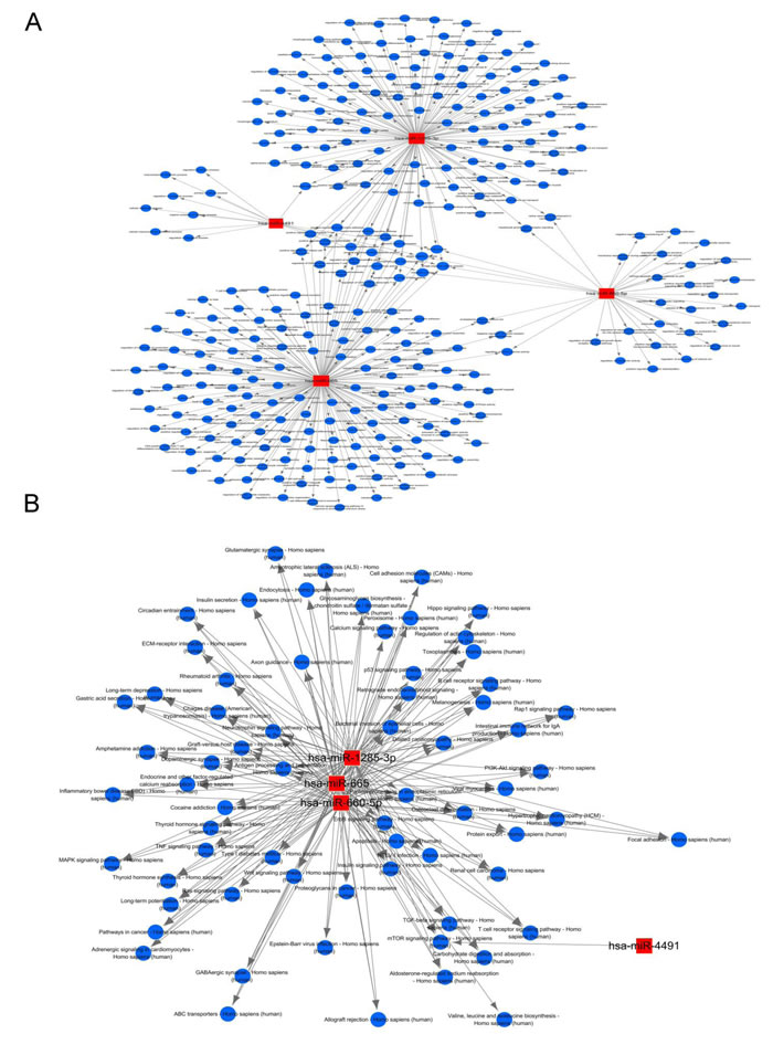 Functional network analysis of the 4 cardiac fibroblast-derived miRNAs.