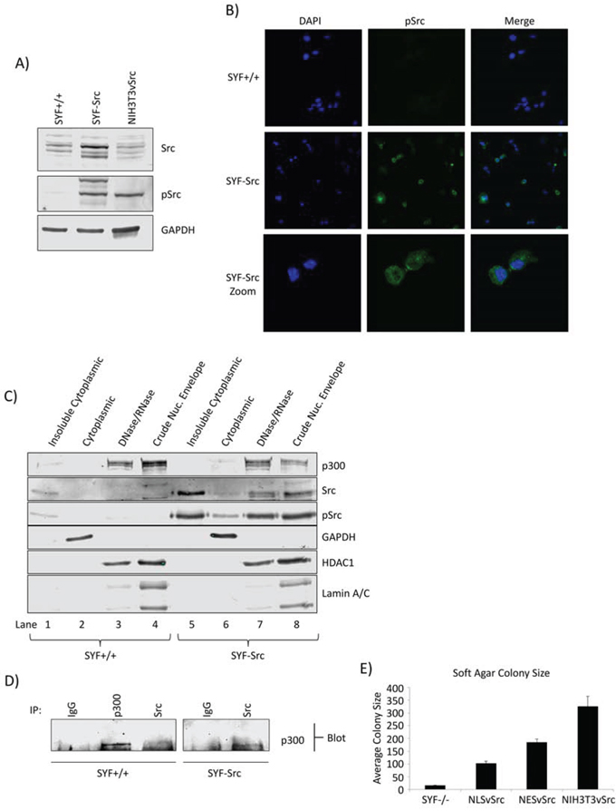 Src nuclear localization and association with p300 in MEF cells.