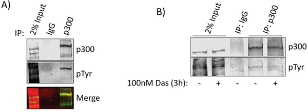 p300 is tyrosine phosphorylated in a Src-dependent manner.