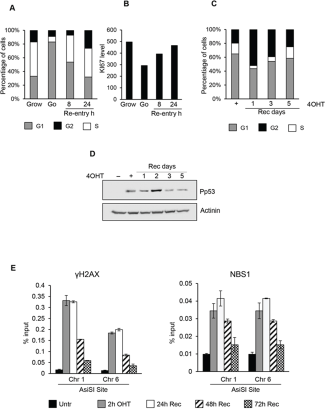 Cell-cycle re-entry induces a delayed resolution of DSBs.