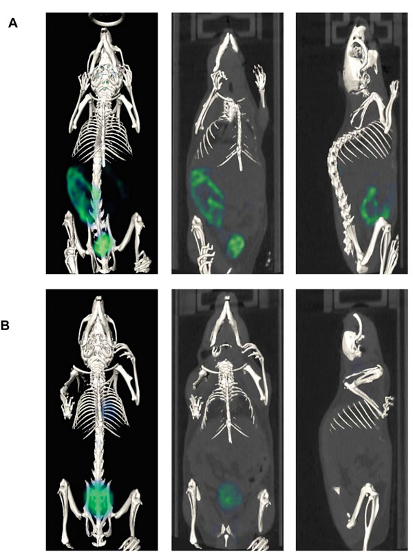 Representative whole body PET/CT images of SFTSV-infected
