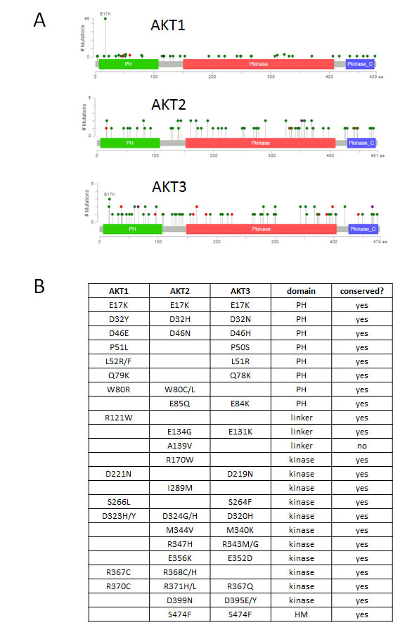 Spectrum of mutations in AKT1, AKT2, and AKT3.