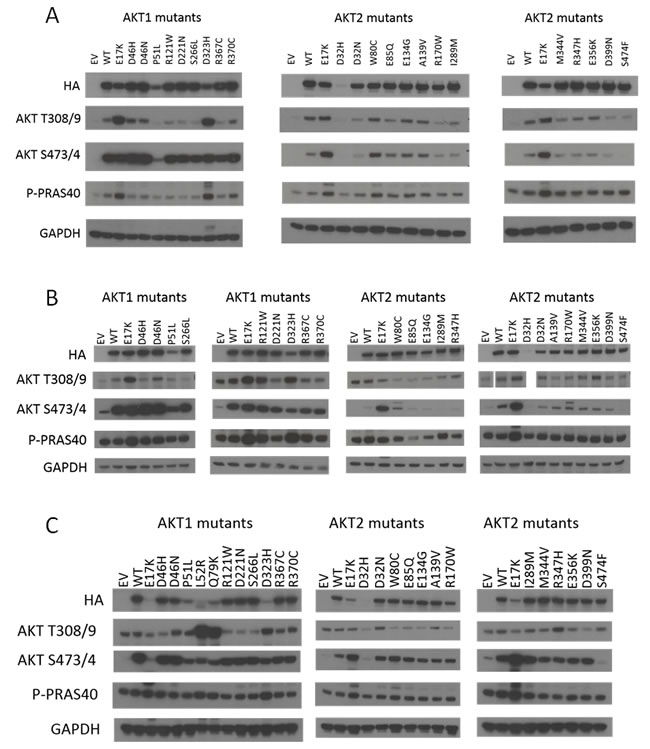 Signaling pathway activation by hotspot and non-hotspot Akt1 and Akt2 mutants.