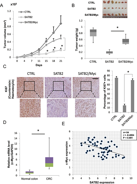 Ectopic expression of c-Myc restores in vivo tumor growth of SATB2-expressing cells.
