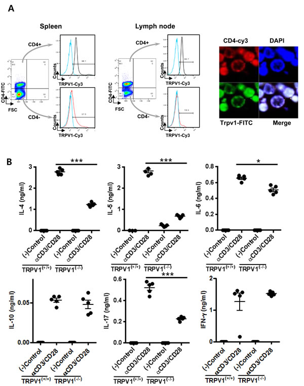Expression of TRPV1 and its regulation of cytokine production and T cell receptor signaling in CD4