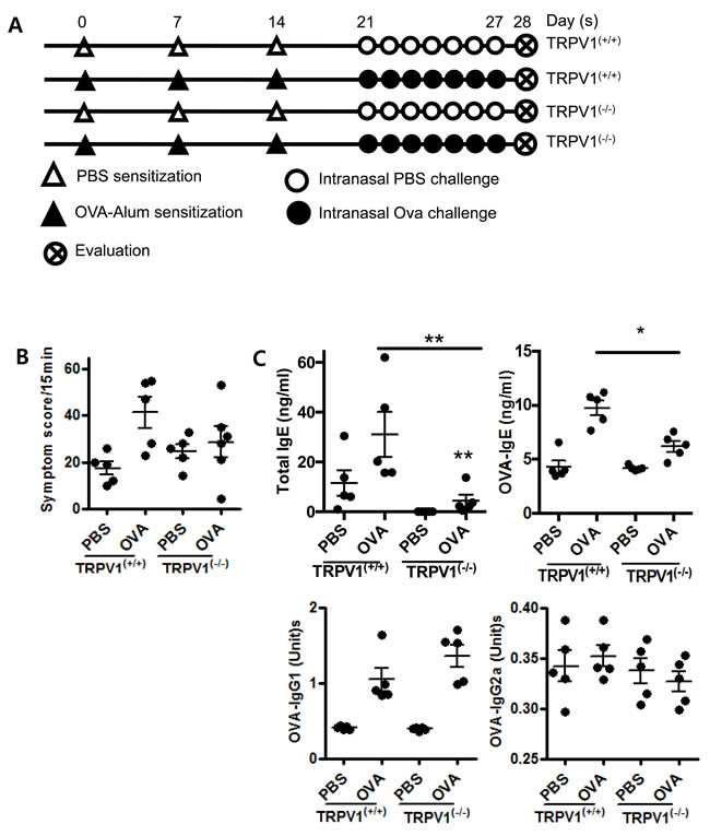 TRPV1 regulates inflammatory responses in OVA-sensitized mice.