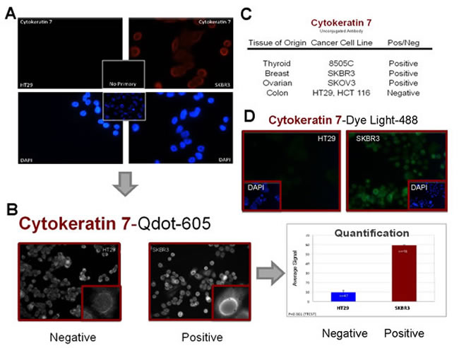 Cytokeratin 7 marker validation.