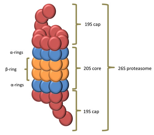 composition of the proteasome.