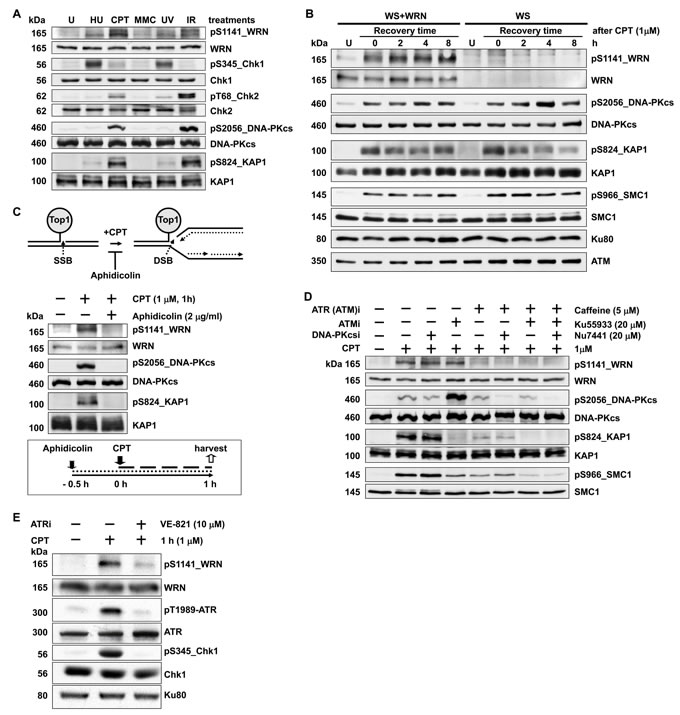 WRN is phosphorylated at serine 1141 by ATR in response to replication-associated DSBs.