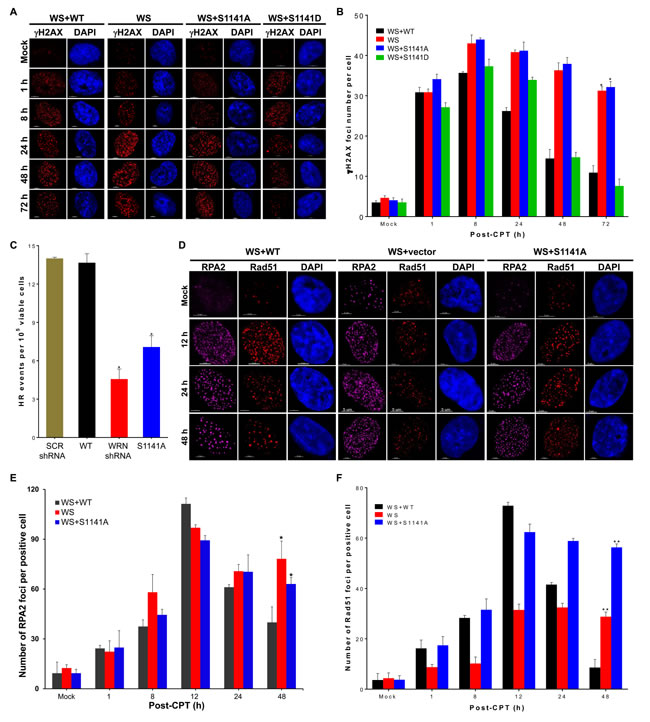 ATR-mediated WRN phosphorylation facilitates homologous recombination-mediated repair of replication-associated DSBs.