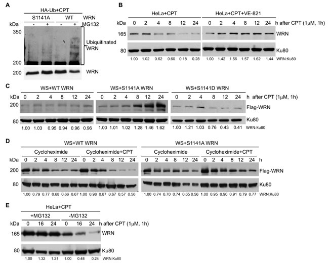 ATR-mediated WRN S1141 phosphorylation leads to ubiquitination of WRN and subsequent degradation after replication stress.