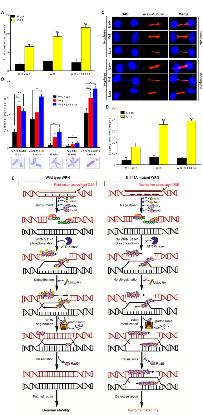 ATR-mediated WRN phosphorylation functions in genome stability maintenance.