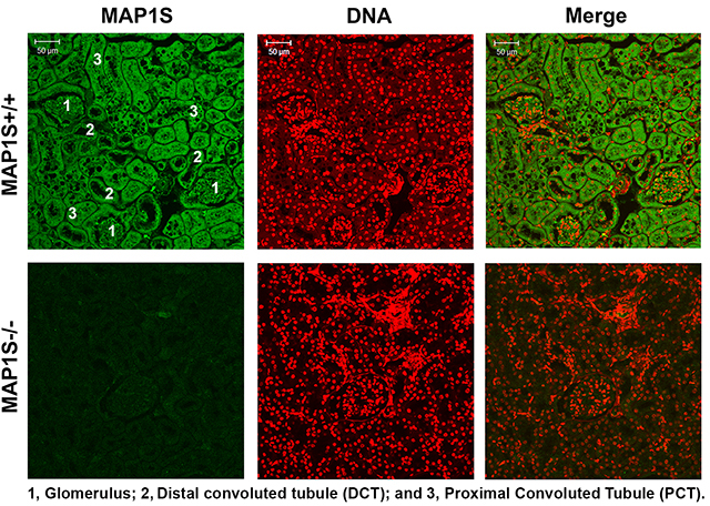 Distribution of MAP1S in mouse renal tissues.