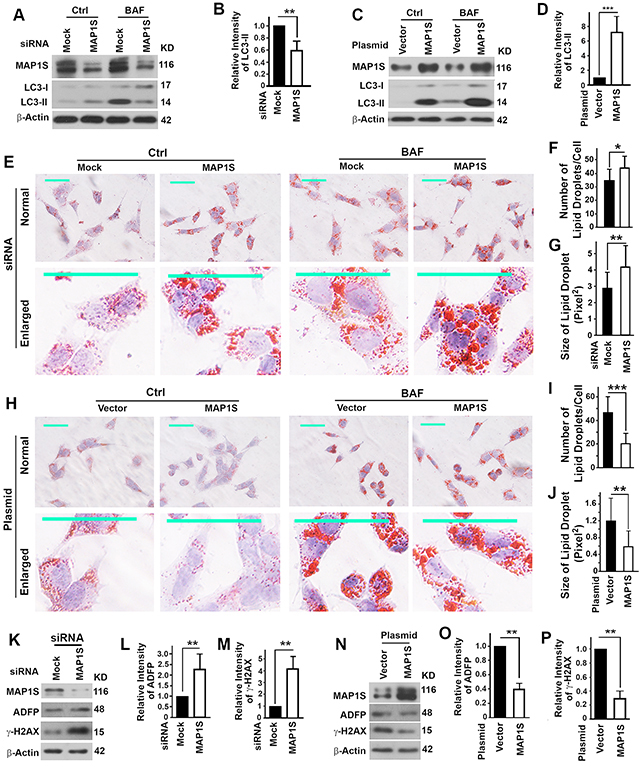 Impact of MAP1S on the autophagy clearance of lipid-droplets and genome instability in the oleate-treated mouse normal renal epithelial cell TCMK-1.