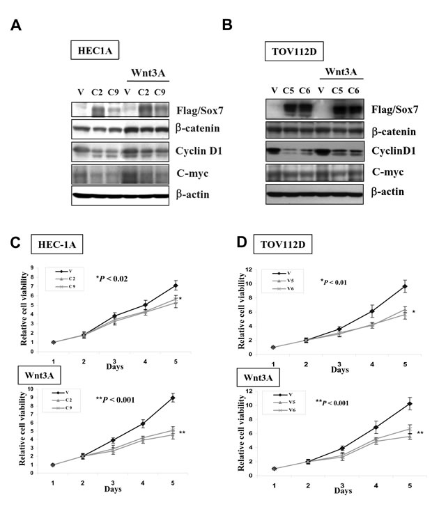 Enforced expression of Sox7 inhibits not only Wnt/&#946;-catenin signaling activity but also cell growth of endometrial cancer cells.