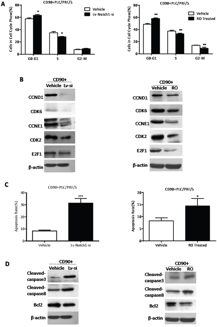 The inhibition of Notch signaling suppressed d G1-S transition in the cell cycle phase and increased apoptosis of CD90+ HCC cells.