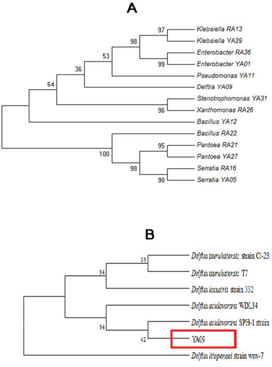 Phylogenetic analysis of endophytic bacteria.