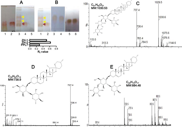 Biotransformation of PPL7 by endophyte YA09 (Delftia acidovorans).