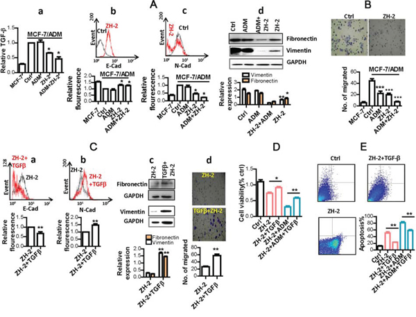 ZH-2 inhibited the EMT pathway in MCF-7/ADM cells.