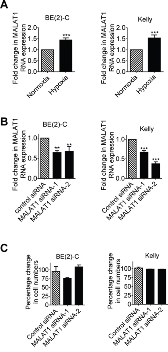 Hypoxia increases MALAT1 gene expression but MALAT1 does not affect cell proliferation in neuroblastoma cells.