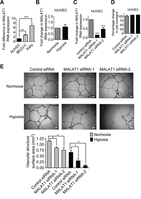 MALAT1 expression in endothelial cells induces vasculature formation.