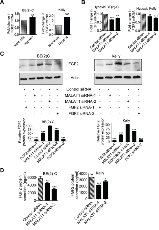 MALAT1 up-regulates FGF2 gene expression in neuroblastoma cells and FGF2 protein secretion under hypoxia conditions.