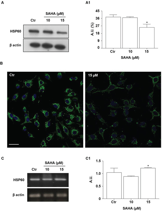 SAHA lowers the levels HSP60 protein.