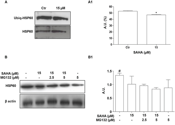 The proteasome inhibitor MG132 does not prevent the HSP60 decrease induced by SAHA.