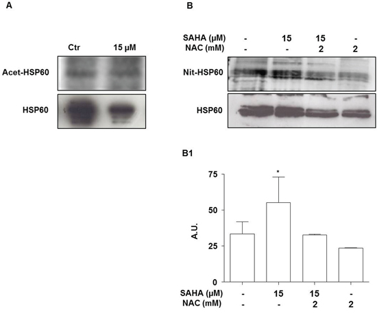 SAHA does not acetylate but promotes the nitration of HSP60.