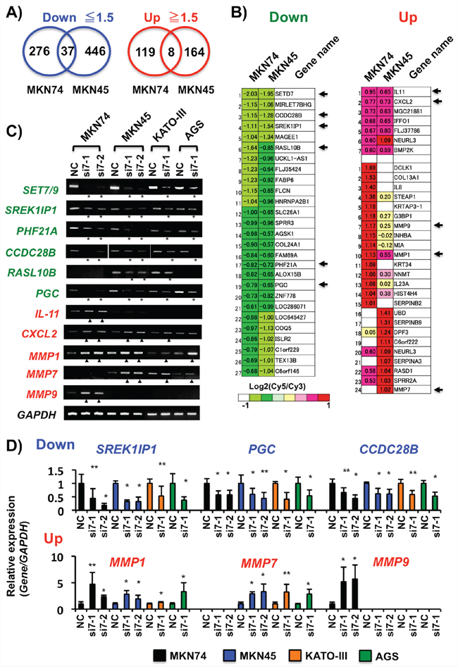 Analyses of the SET7/9 target genes in GC cells.