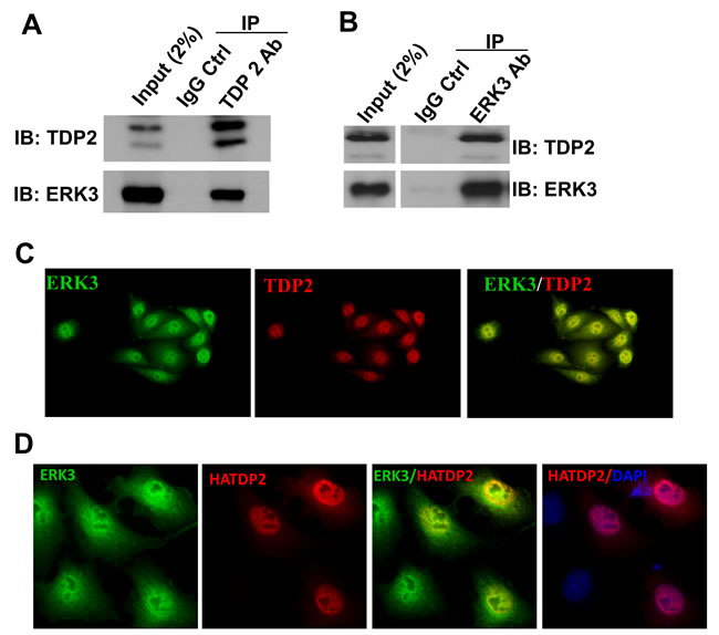 ERK3 interacts with TDP2.