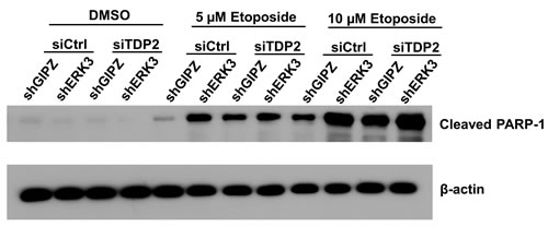 Knockdown of ERK3 and TDP2 promotes PARP-1 cleavage induced by etoposide.