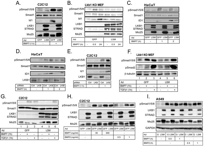 LKB1 suppresses BMP-induced phosphorylation of Smad1/5/8.