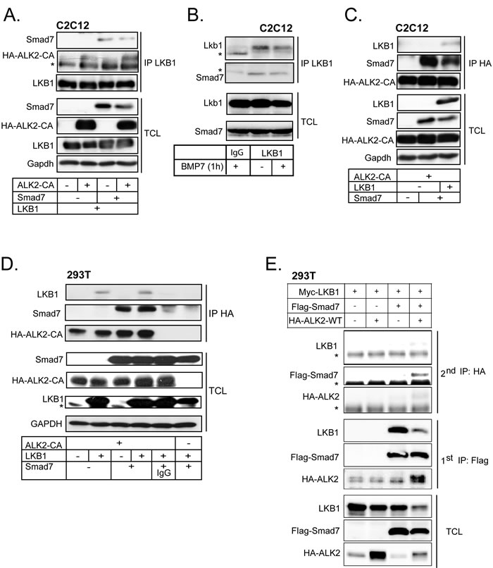 LKB1 and Smad7 associate with ACVR1/ALK2.