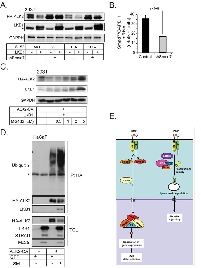 Smad7 is required for BMP type I receptor degradation by LKB1.
