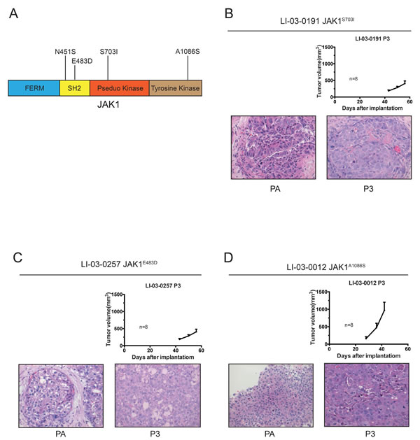 Growth curves and H&amp;E staining of three