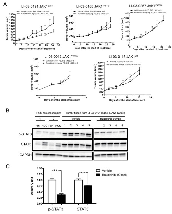 Anti-tumor efficacy of ruxolitinib in