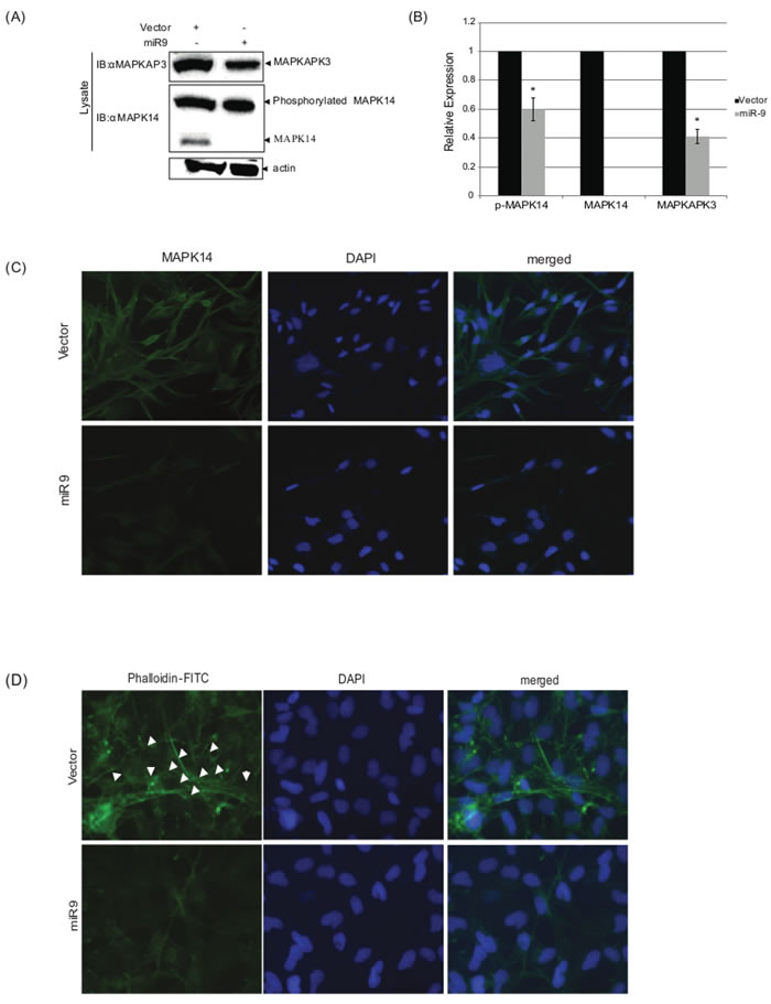 hsa-miR-9 decrease MAPK14 and MAPKAP3 protein levels.