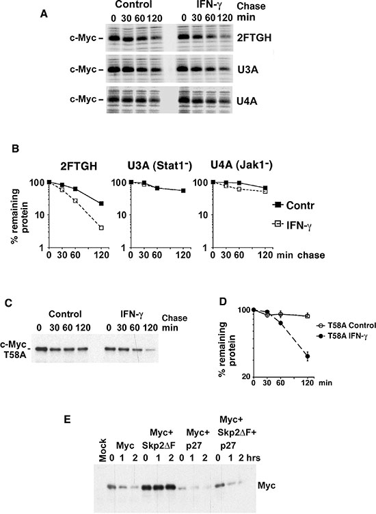 IFN-&#x03B3; induces degradation of Myc in a Jak/Stat-dependent but Thr-58- and Skp2-independent manner.