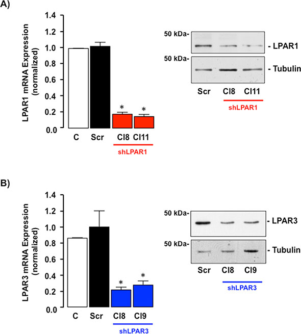 LPAR1 or LPAR3 is effectively knocked down in SKHep1 cells in vitro using stable shRNA transfection.