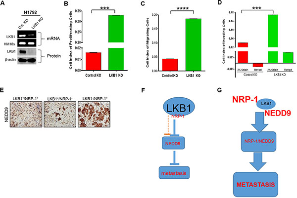 LKB1-deficiency promotes metastatic behavior of cancer cells, and increased NRP-1/NEDD9 expression.